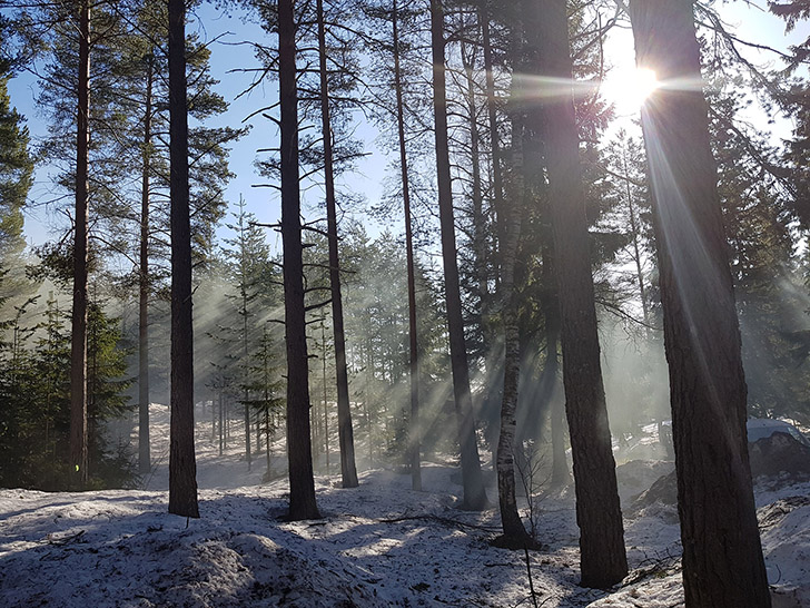 Skog i vintersol. Foto: Norra Berget.