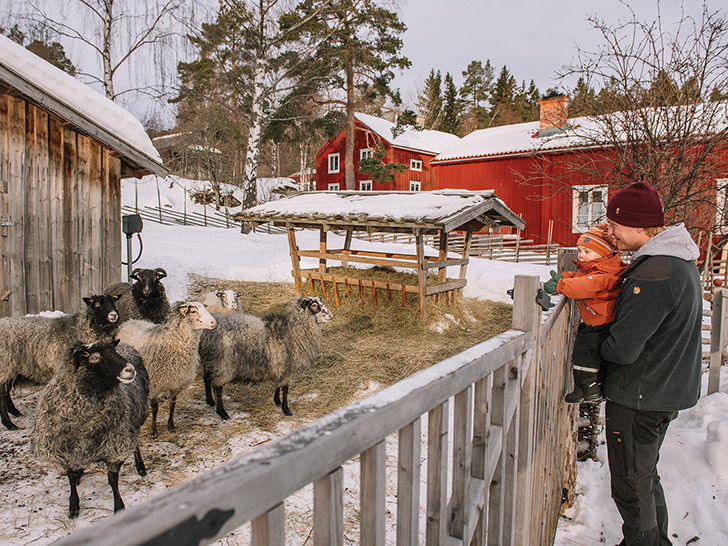 Man med barn tittar på fåren i hagen. Foto: Norra Berget. 