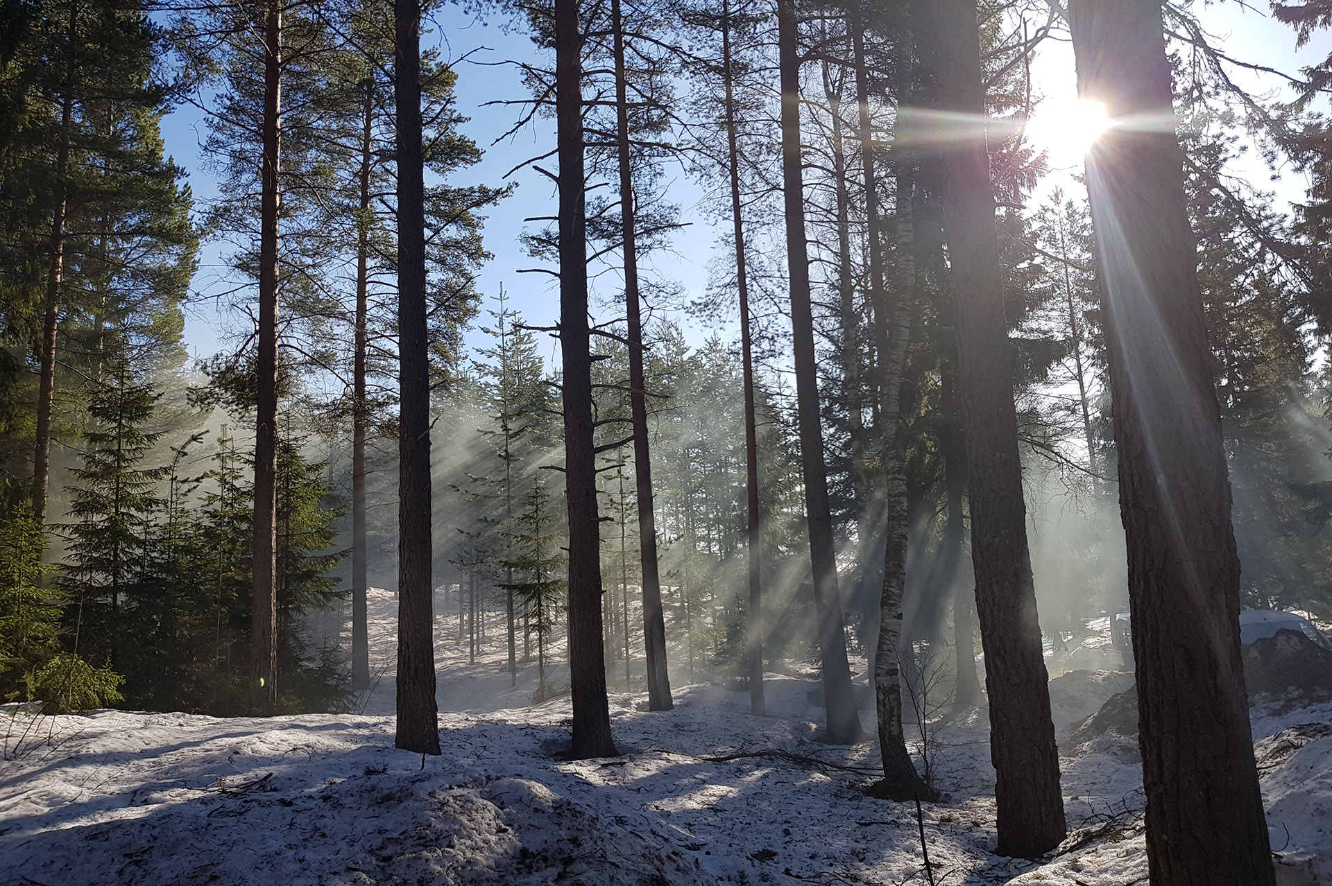 Skog i vintersol. Foto: Norra Berget.